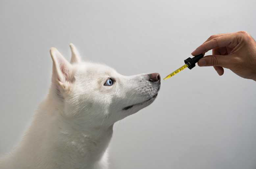 Are There Specific Times When Pets Benefit Most from CBD Products?